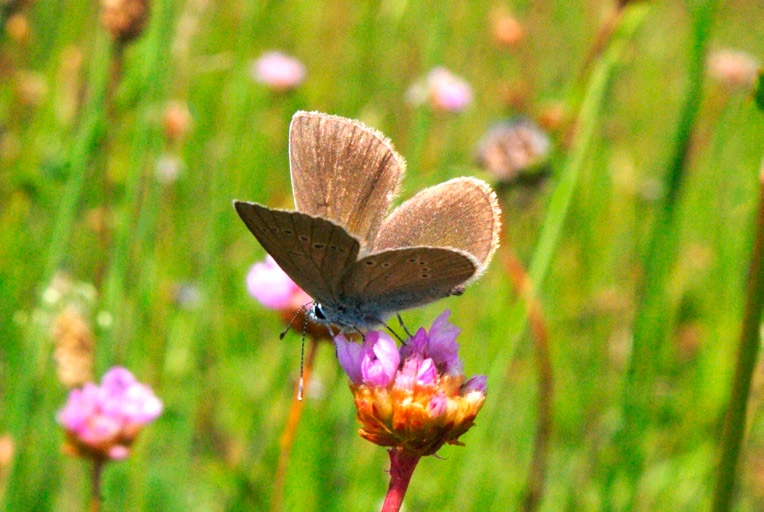 Mielczarek S. - Motyle dzienne (Lepidoptera: Hesperioidea, Papilionoidea) okolic Konina... Plebejus idas (Linnaeus, 1761) Brzezińskie Holendry (CC18), pomiędzy 12 a 20 VII 2014, ok.