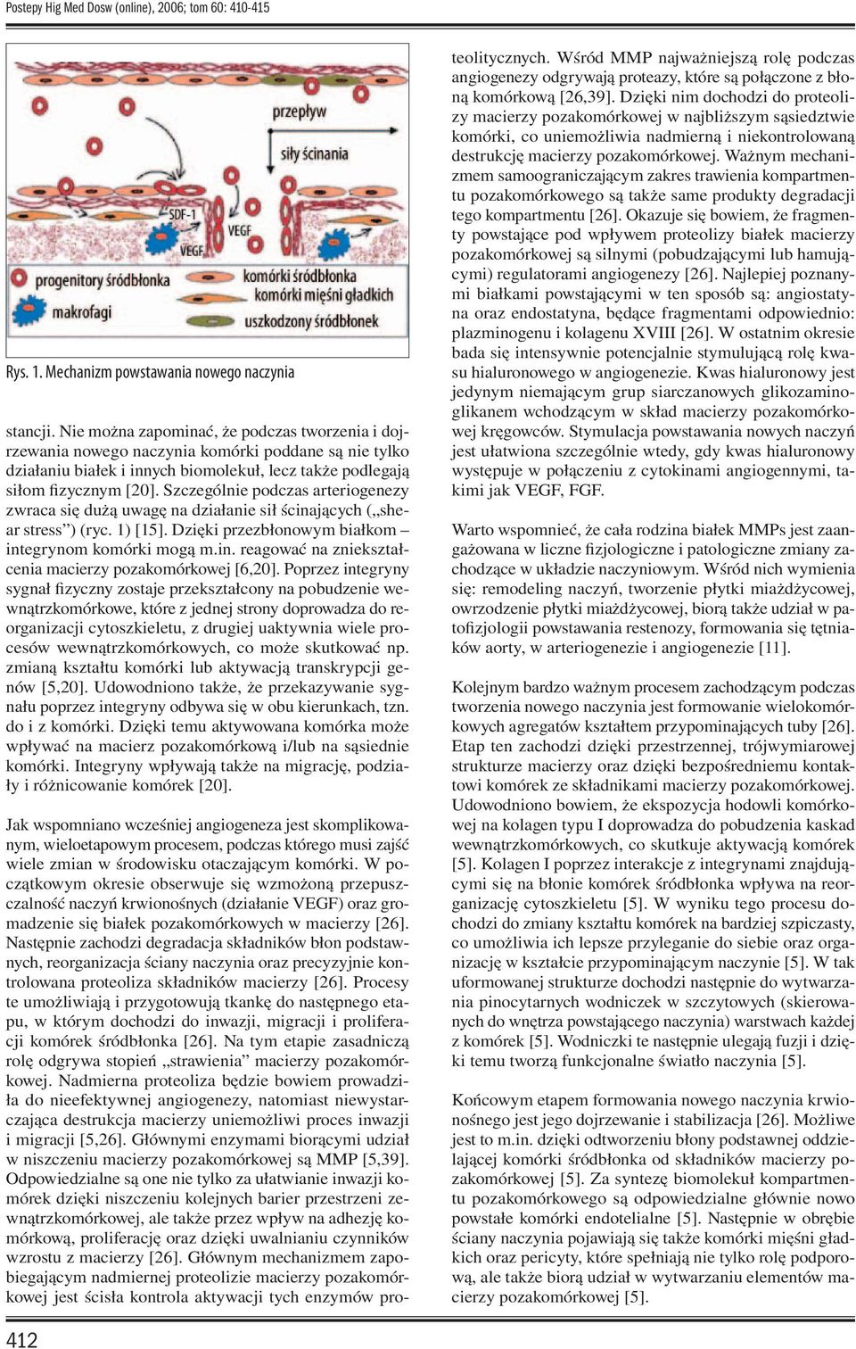 Szczególnie podczas arteriogenezy zwraca się dużą uwagę na działanie sił ścinających ( shear stress ) (ryc. 1) [15]. Dzięki przezbłonowym białkom integrynom komórki mogą m.in. reagować na zniekształcenia macierzy pozakomórkowej [6,20].