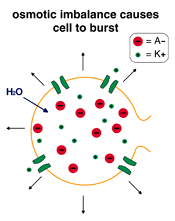 Komórka w równowadze osmotycznej Zanurzamy komórkę do wody i ona pęka gdyż następuje napływ wody do komórki ze względu na obecność jonu A -.