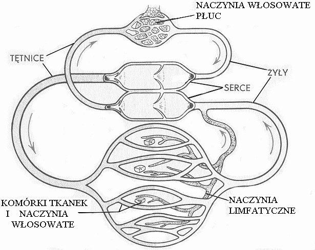 Egzamin maturalny z biologii 3 Zadanie 4. (2 pkt) Rysunek przedstawia schematycznie sposób krążenia krwi i limfy w organizmie człowieka.