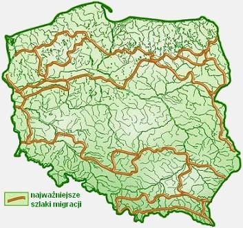 Korytarze ekologiczne i siedliska Gwarancją przetrwania żyjących gatunków jest zachowanie ich siedlisk.