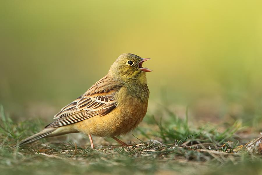Ortolan