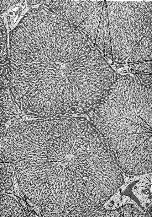 Komórki wydzielnicze (pęcherzykowe) to typowe komórki produkujące białka i wykazujące wyraźną polaryzację - jej efektem jest dwubarwność komórek i całego pęcherzyka siateczka szorstka, Golgi