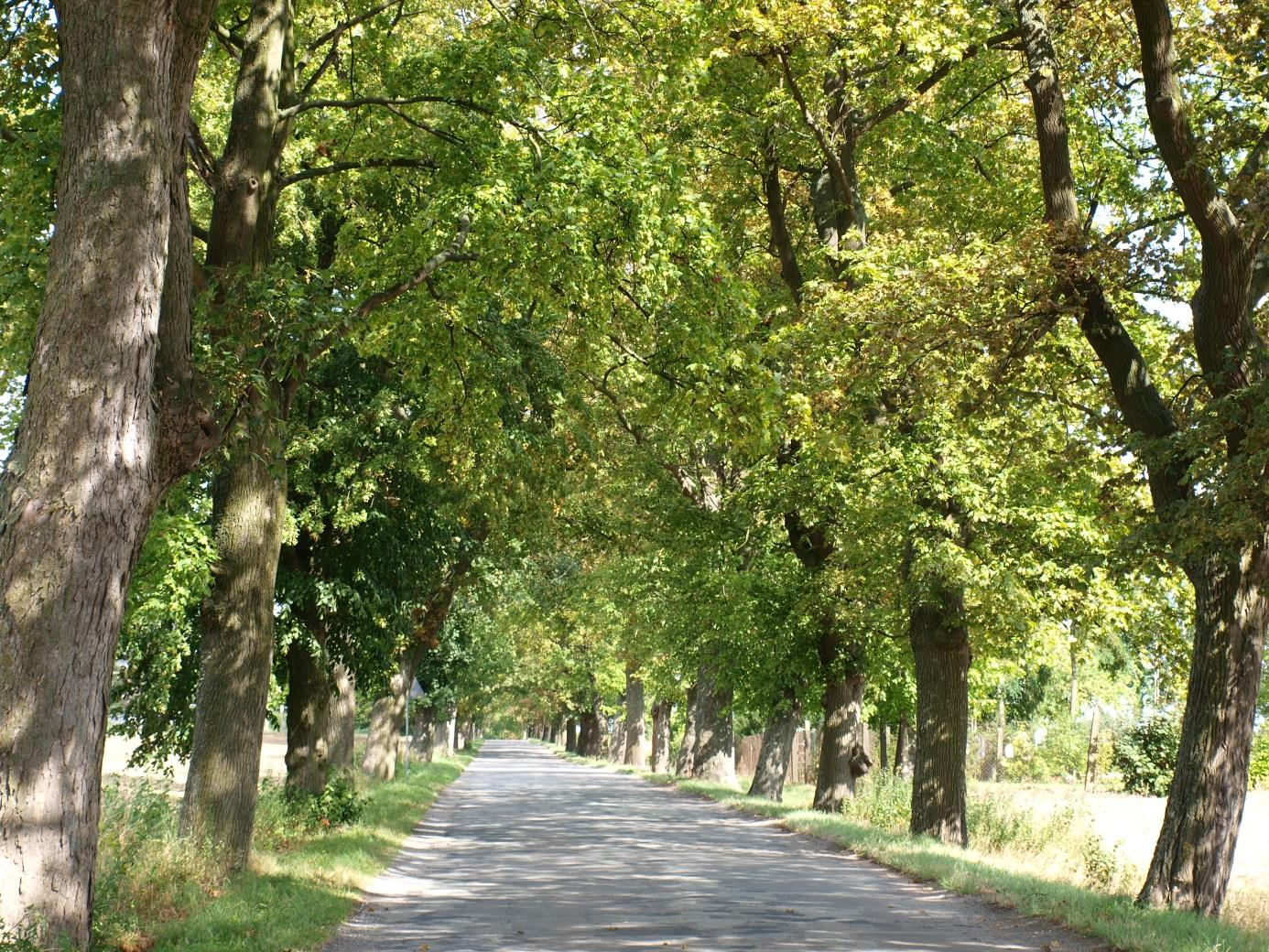 Ankiety zinwentaryzowanych alej ALEJA NR 1: Aleja Gręblin - Gorzędziej odcinek I: Gręblin - Mała Słońca I. INFORMACJE OGÓLNE Lokalizacja N 53 o 58'5.5'' E 18 o 47'29.6''/ N 54 o 0'03.1'' E 18 o 49'46.