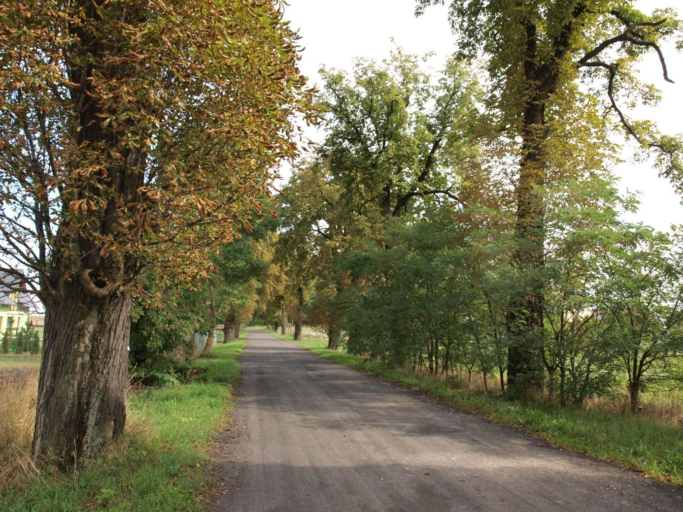 ALEJA NR 15: Szpaler przy ulicy Cichej w Subkowach I. INFORMACJE OGÓLNE Lokalizacja N 53 o 58'42.3'' E 18 o 46'03.7'' / N 53 o 58'41.6'' E 18 o 46'17.1'' Data prac terenowych 11 września 2015 r.