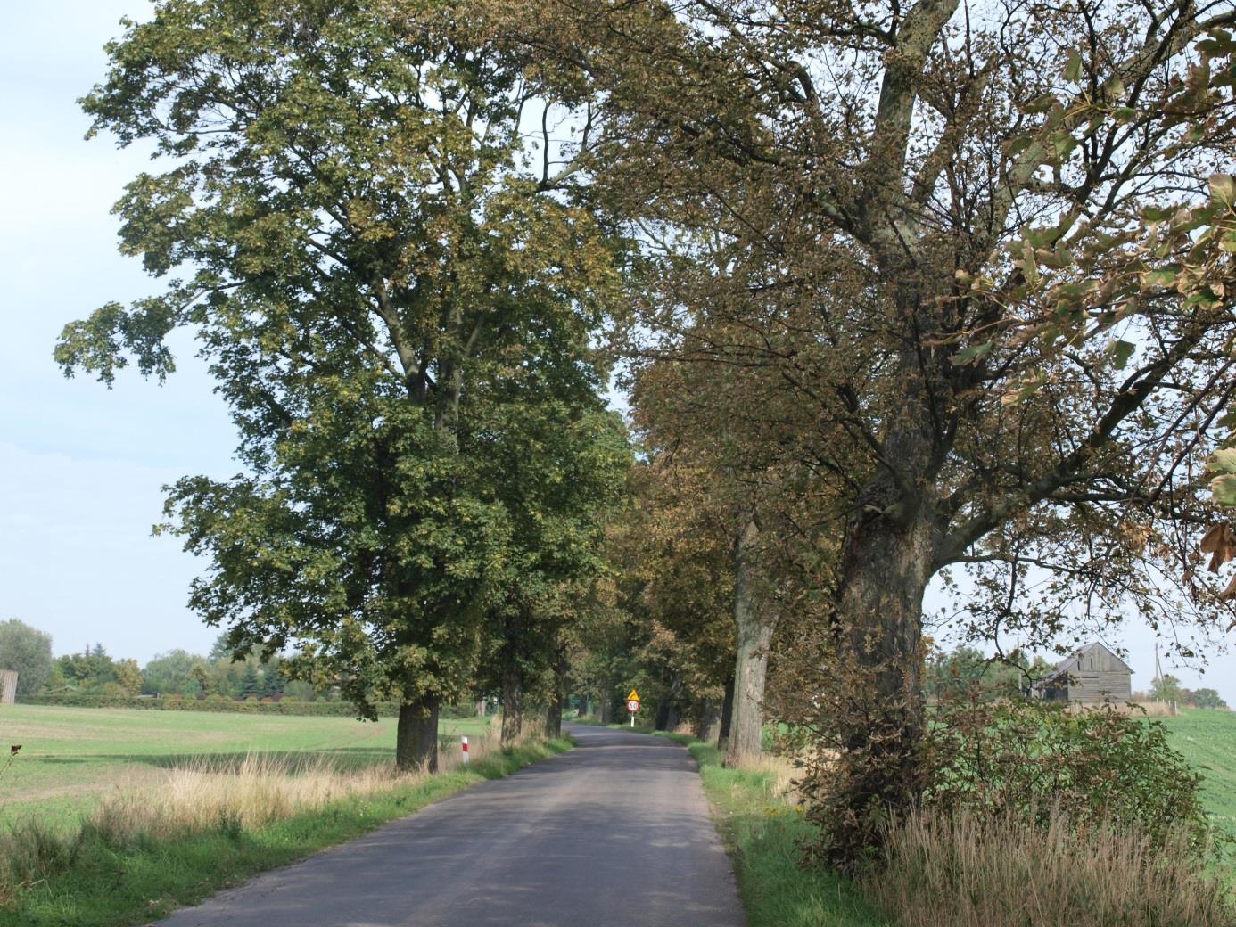 ALEJA NR 21: Aleja Rajkowy - Brzuśce I. INFORMACJE OGÓLNE Lokalizacja N 53 o 58'51.8'' E 18 o 43'1.4'' / N 54 o 0'46.5'' E 18 o 44'4.9'' Data prac terenowych 15 września 2015 r.