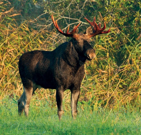 Atlas myśliwski Zwierzyna Łoś łac. Alces alces, ang. moose, niem.