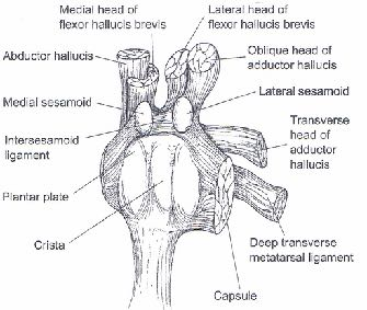 Anatomia i biomechanika Rola trzeszczek: Zmniejszają tarcie w stawie przy ruchu palucha Ochraniają ścięgno FHB Zwiększają siłę FHB i pośrednio FHL (wzmocnienie