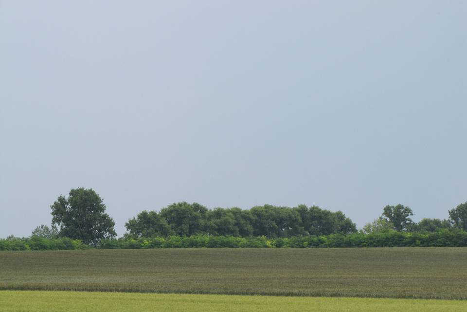 Organic plant breeding in Hungary / Hodowla