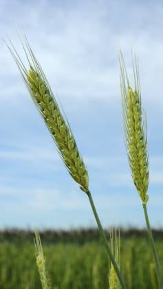 Einkorn as a model crop of organic breeding / Pszenica samopsza jako model dla hodowli ekologicznej One of the first cultivated cereals / Jedno z pierwszych uprawianych zbóż Wide range of genetic