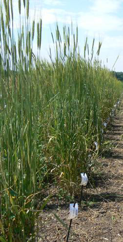 Starting materials / Materiał wyjściowy Characterization of genebank accessions / charakterystyka genów Selection of promising landraces