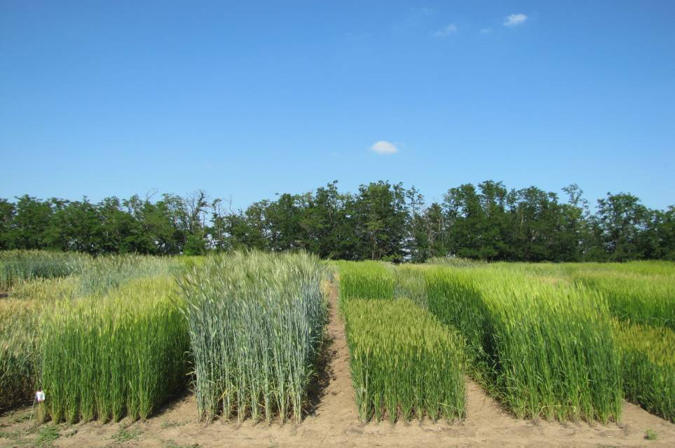 Organic yield trials in Martonvásár 2013 / Badania nad uprawami ekologicznymi w