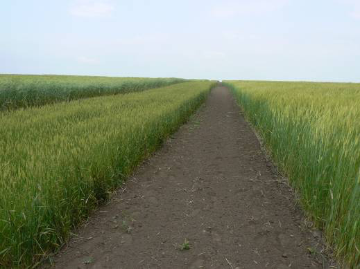 Organic seed production / Produkcja nasion ekologicznych Double controll: organic conditions (Biokontroll Hungária Ltd.