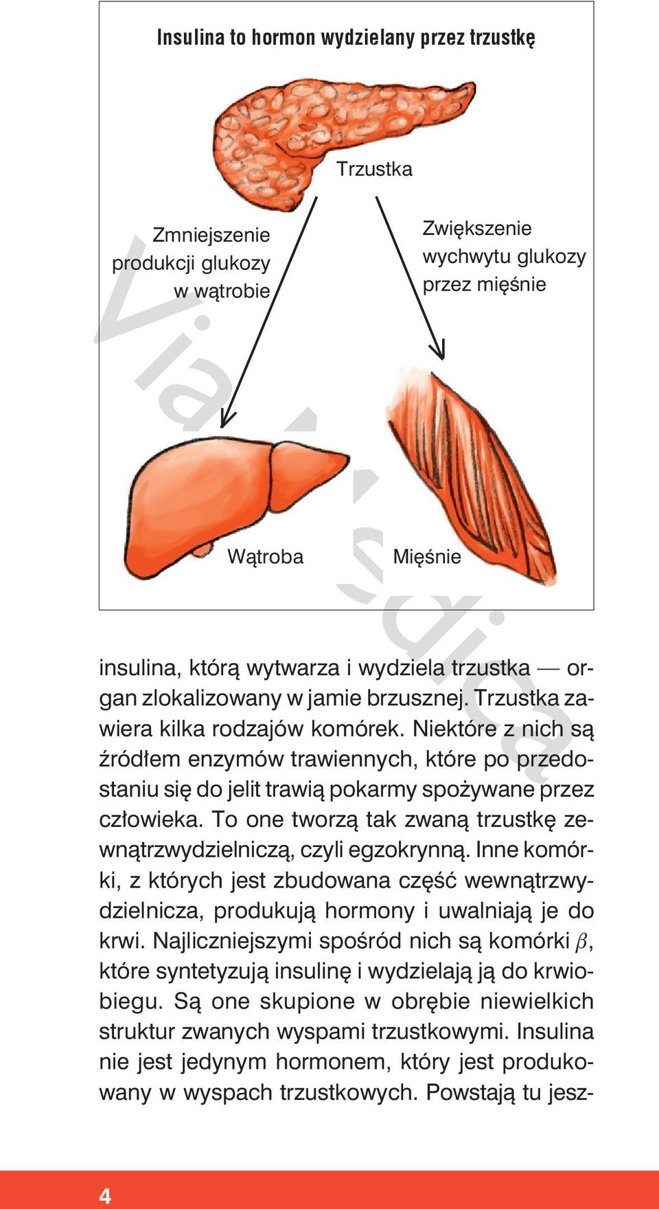 Niektóre z nich są źródłem enzymów trawiennych, które po przedostaniu się do jelit trawią pokarmy spożywane przez człowieka. To one tworzą tak zwaną trzustkę zewnątrzwydzielniczą, czyli egzokrynną.