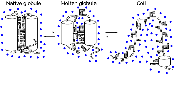 Stopiona globuła