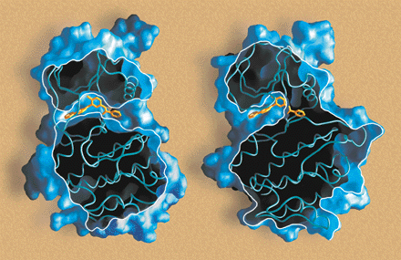 Example: mechanism of action of an anti cancer drug (STI-571) Funkcja STI-571 binds to the Abl protein (left), however doesn't bind