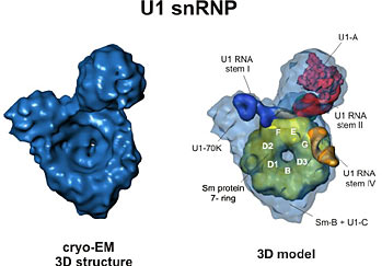 snrnp Sm ring E G D3 F B D2 D1 U6 ring 23 Rys.