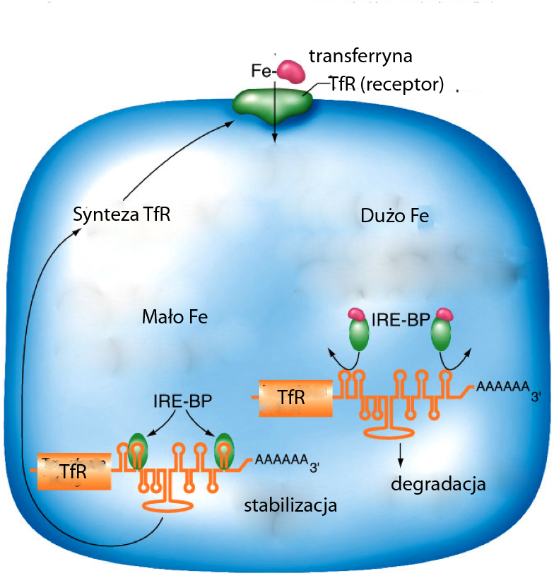 Regulowana degradacja RNA Hartwell, Hood, Goldberg, Reynolds, Silver, Veres.