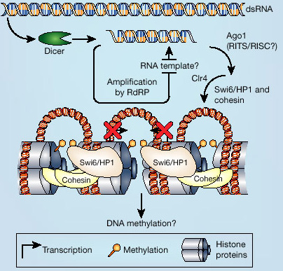 Regulacyjne RNA dzia ają też na