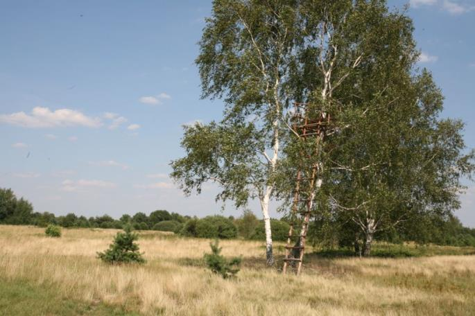 Regulacje prawne w zakresie zarządzania populacją dzika Prawo powszechnie obowiązujące: Rozporządzenie Ministra Środowiska z dnia 16 marca 2005 roku w sprawie określenia okresów polowań na zwierzęta