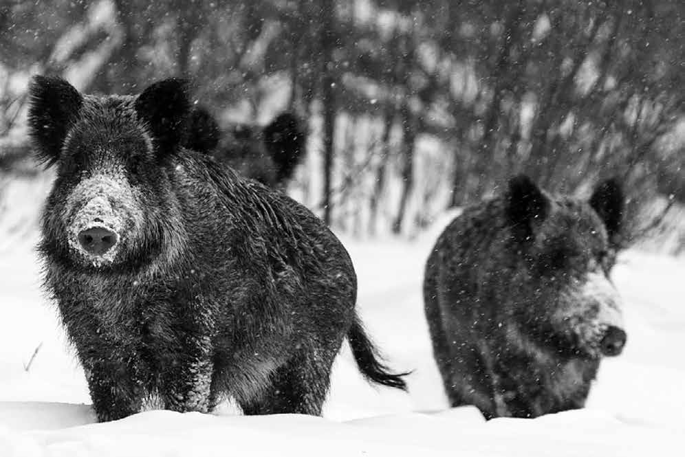 44 Zarządzanie populacją dzika Sus scrofa w Polsce regulacje prawne, brak odstrzału loch, wysokość szkód w płodach i uprawach rolnych, sztuczne dokarmianie, niewykonywanie planów łowieckich.