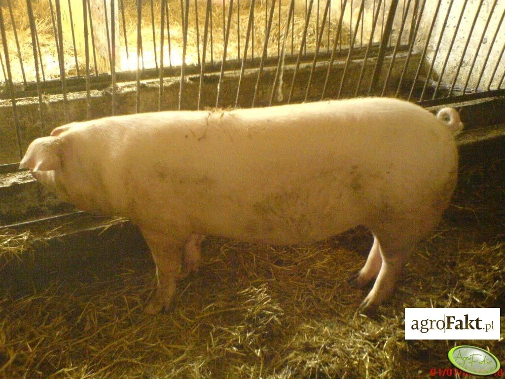 Czym kierować się przy remoncie loch, poziomem cech użytkowości rozpłodowej, oceną krewnych czy ceną? (fot. AgroFoto.pl, użytkownik: sabek27) Jak wybrać lochę?