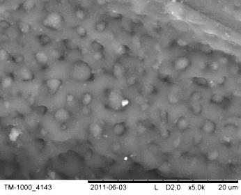 90 Elżbieta Sąsiadek Rys. 23. Zdjęcia SEM napromienionych UV (10 J/cm 2 ) próbek bawełnianych drukowanych pastą zawierającą 0,01% (ww.) AgNO 3.