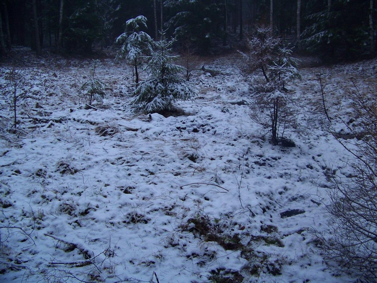 STANOWISKO NR 10 OPIS STANOWISKA: Stanowisko położone w niewielkim zagłębieniu terenu, otoczonym przez las z dominacją sosny zwyczajnej i domieszki brzozy brodawkowatej.