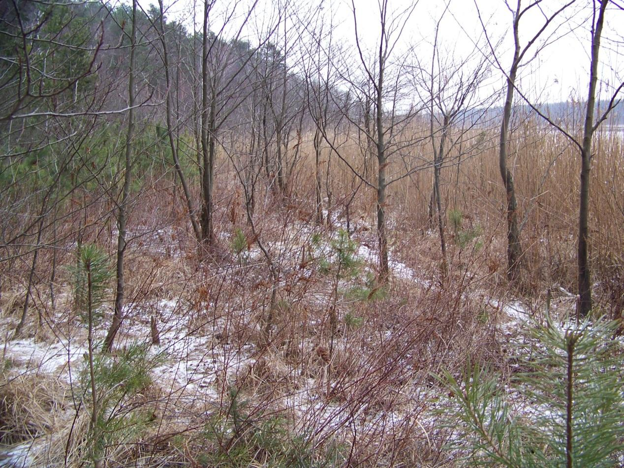 Fot. 8. Tawuła kutnerowata nad jeziorem Piaski (M. Bregin) STANOWISKO NR 29 OPIS STANOWISKA: Stanowisko zlokalizowane jest na brzegu jeziora Piaski, w niewielkiej odległości od tafli wody.