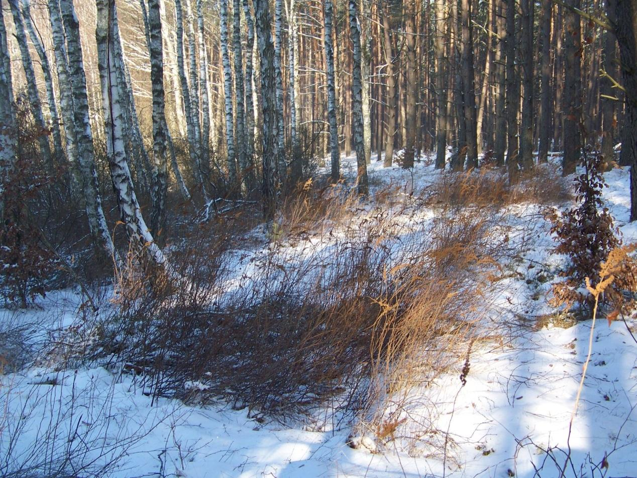 INNA ROŚLINNOŚĆ: zarośla Salix sp., Juncus effusus, brzoza Fot. 12. Spiraea tomentosa na stanowisku nr 40 (M.