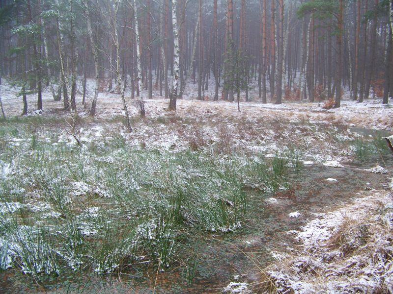 STANOWISKO NR 1 OPIS STANOWISKA: Stanowisko znajduje się w zagłębieniu terenu, otoczonym przez las z dominacją sosny zwyczajnej z domieszką brzozy brodawkowatej.