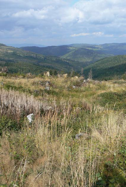 Modrzewnica zwyczajna J. Perzanowska spadek różnorodności biologicznej. Powinny one być eliminowane mechanicznie w miarę pojawiania się.