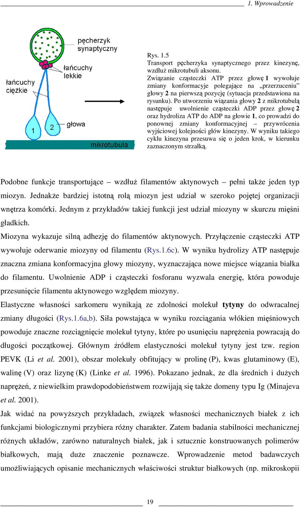 Po utworzeniu wiązania głowy 2 z mikrotubulą następuje uwolnienie cząsteczki ADP przez głowę 2 oraz hydroliza ATP do ADP na głowie 1, co prowadzi do ponownej zmiany konformacyjnej przywrócenia