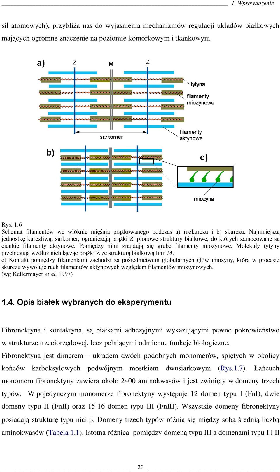 Najmniejszą jednostkę kurczliwą, sarkomer, ograniczają prążki Z, pionowe struktury białkowe, do których zamocowane są cienkie filamenty aktynowe. Pomiędzy nimi znajdują się grube filamenty miozynowe.