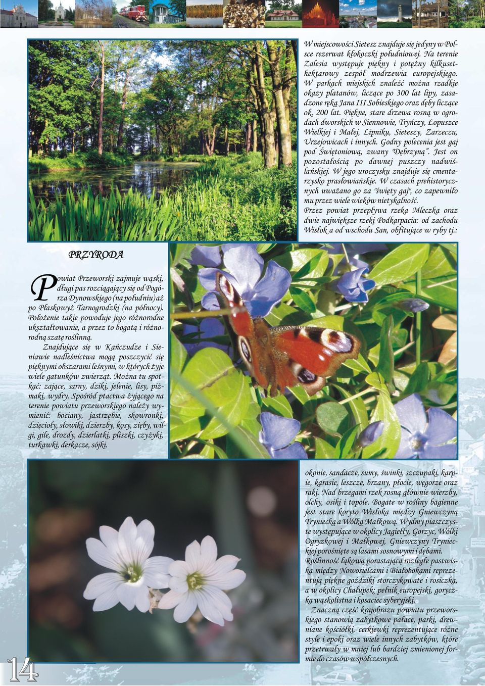 Piękne, stare drzewa rosną w ogrodach dworskich w Siennowie, Tryńczy, Łopuszce Wielkiej i Małej, Lipniku, Sieteszy, Zarzeczu, Urzejowicach i innych.