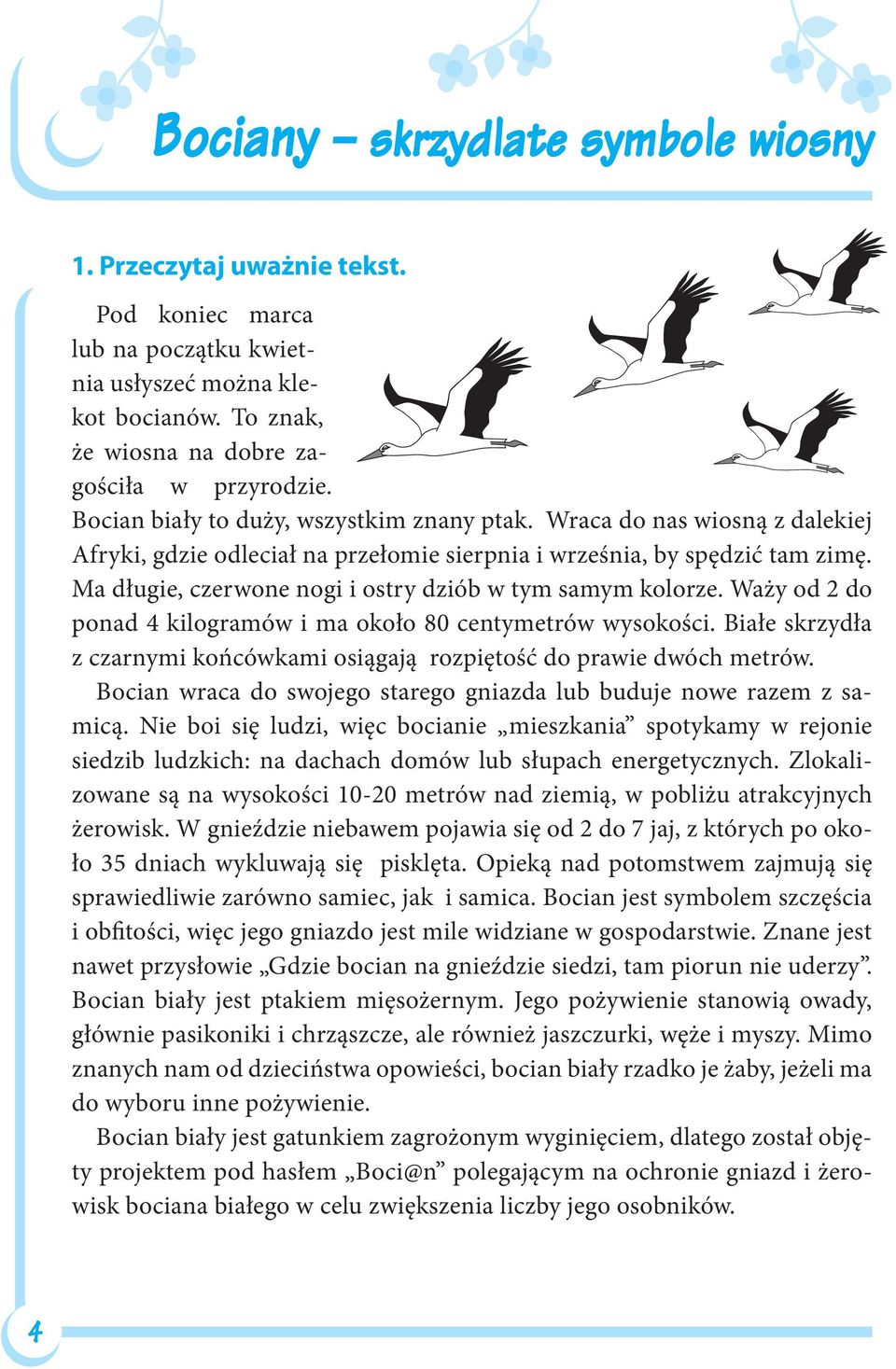 Ma długie, czerwone nogi i ostry dziób w tym samym kolorze. Waży od 2 do ponad 4 kilogramów i ma około 80 centymetrów wysokości.