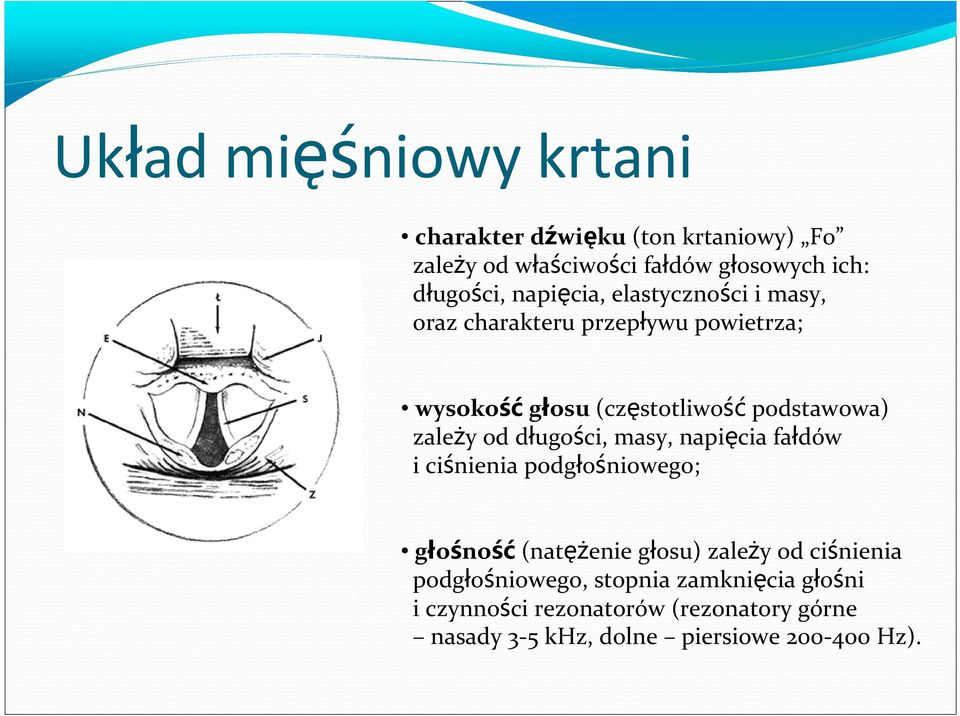 od długości, masy, napięcia fałdów i ciśnienia podgłośniowego; głośność (natężenie głosu) zależy od ciśnienia