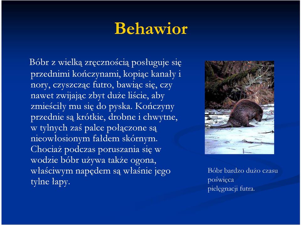 Kończyny przednie są krótkie, drobne i chwytne, w tylnych zaś palce połączone są nieowłosionym fałdem skórnym.