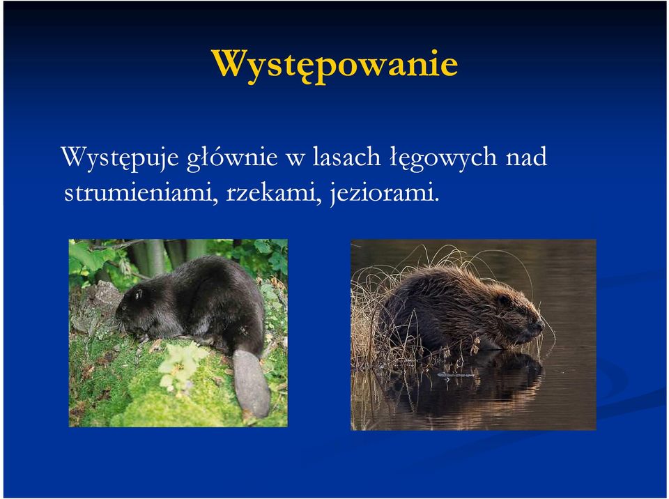 lasach łęgowych nad