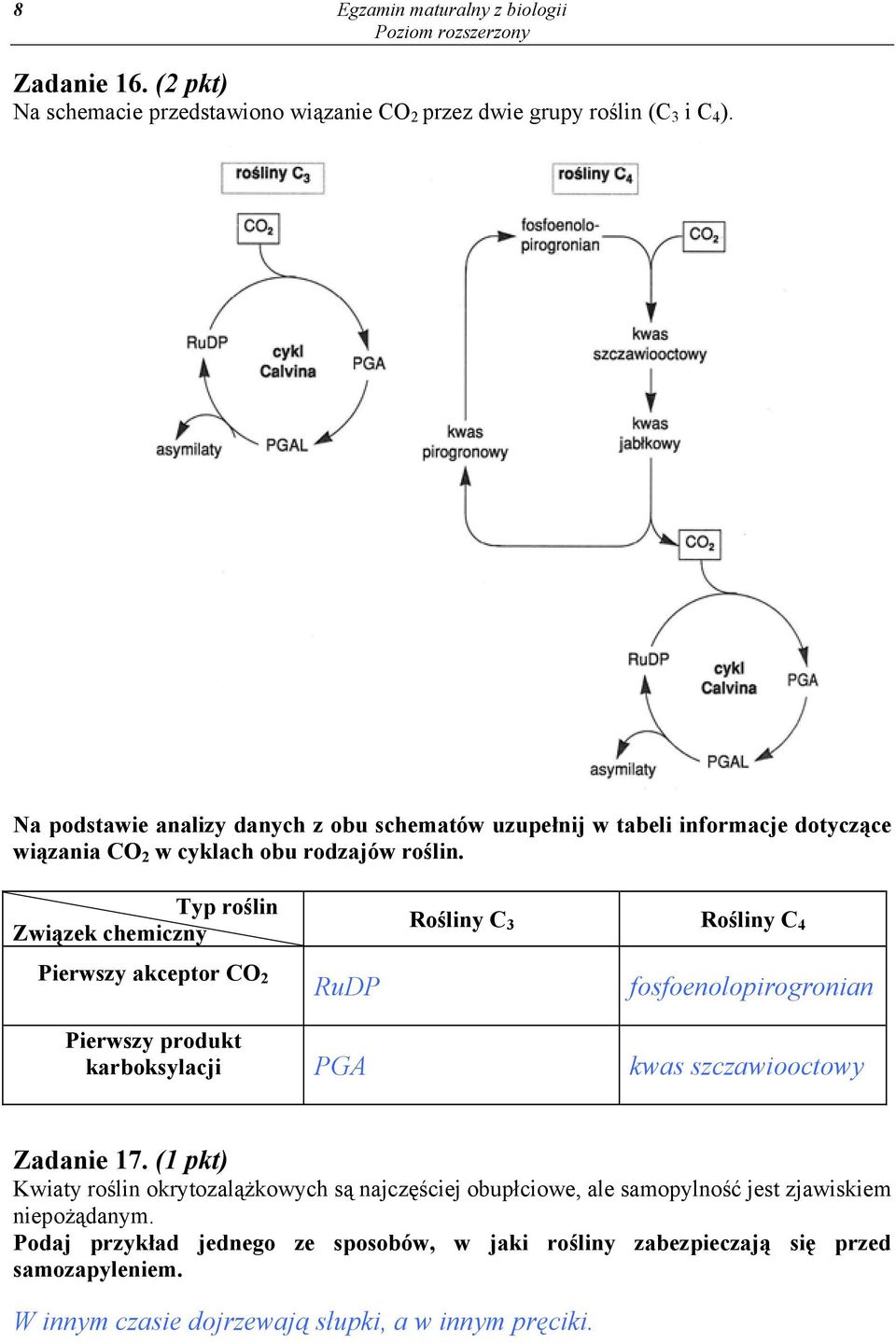 Typ rślin Związek chemiczny Rśliny C 3 Rśliny C 4 Pierwszy akceptr CO 2 RuDP fsfenlpirgrnian Pierwszy prdukt karbksylacji PGA kwas szczawictwy Zadanie 17.