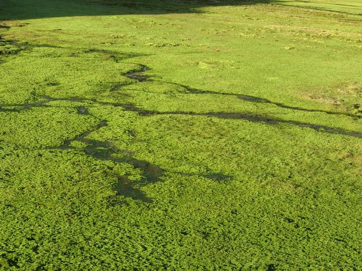 TORFY torfowiska zajmują około 70% powierzchni Arktyki, rozpowszechnione są zwłaszcza w wysokich szerokościach geograficznych i stanowią fundamentalną rolę w globalnym systemie klimatycznym możliwość