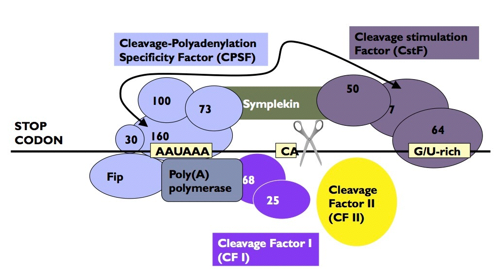 Kompleks cięcia i poliadenylacji Rys.
