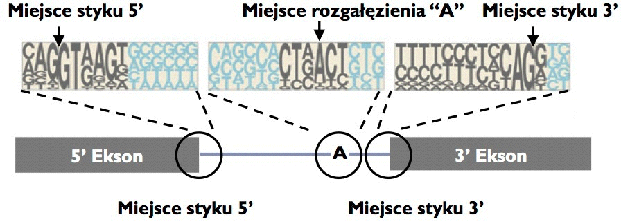 Jak znaleźć ekson? Rys.