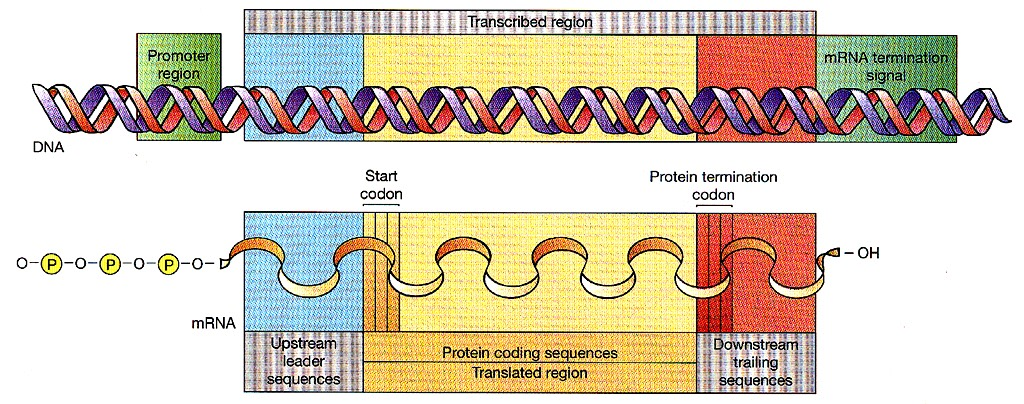 Wszystkie transkrypty mrna mają