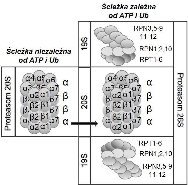 356 M. STAWSKA, K. ORACZ RYCINA 1. Schemat przedstawiający budowę proteasomów 20S i 26S.