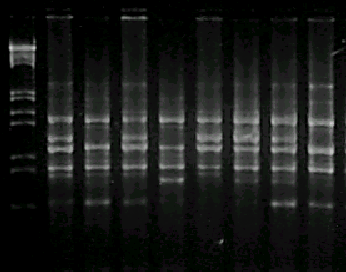 Zastosowanie markerów DNA do badań odmian... 469 4. Badano odmiany mieszańcowe rzepaku na obecność CMS ogura oraz genu restorującego.