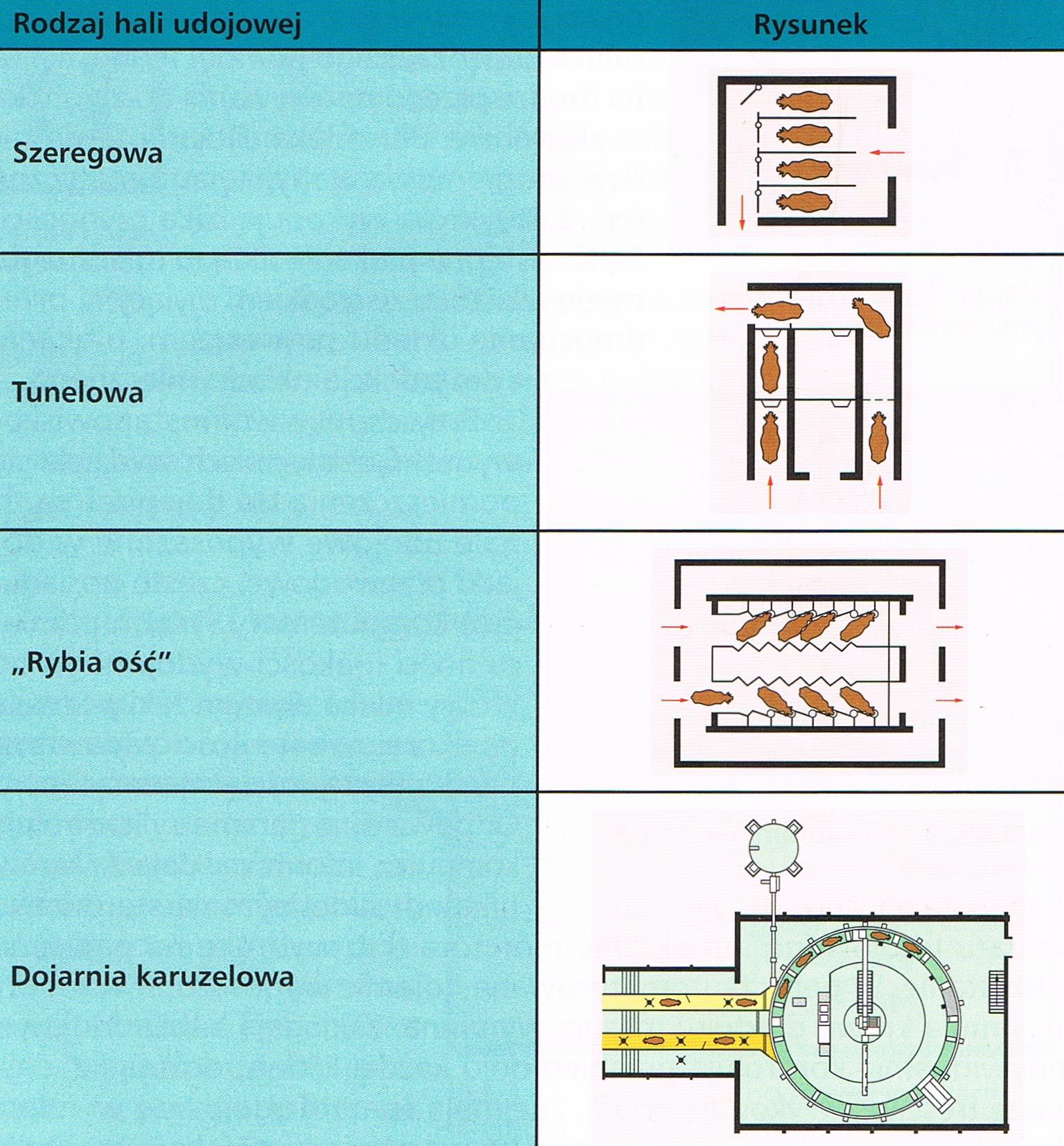 W hali udojowej pomiędzy rzędem stanowisk dla krów
