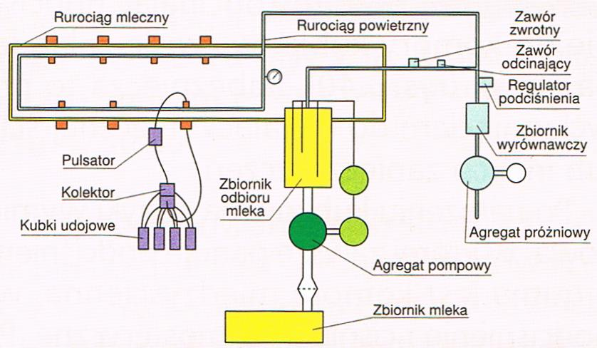 Dojarki rurociągowe i hale udojowe Dojarki rurociągowe (przewodowe) obok rurociągu podciśnieniowego posiadają wbudowany rurociąg mleczny.