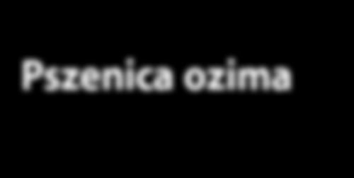 DANKO liderem na rynku pszenicy w Polsce!