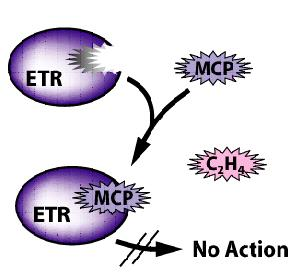 Pozbiorcze traktowanie owoców 1-MCP (1-methylcyclopropene) CH 3 Patent: Sisler and Blankenship, NC; 1996 Preparat SmartFresh TM w Polsce zarejestrowany do stosowania w